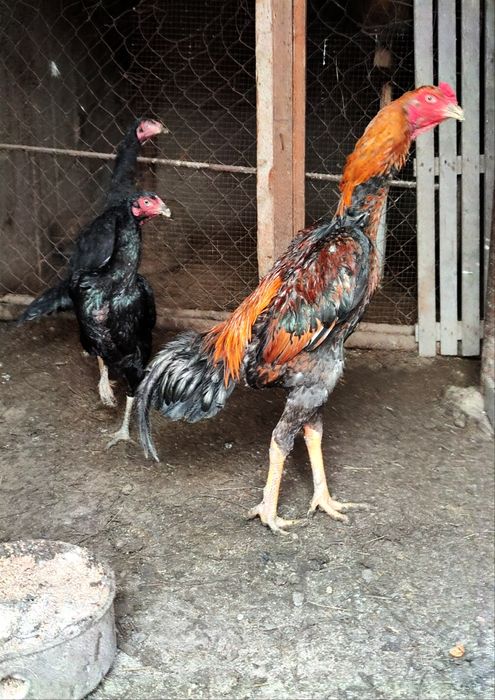 Петух бойцовый Шамо 1+2