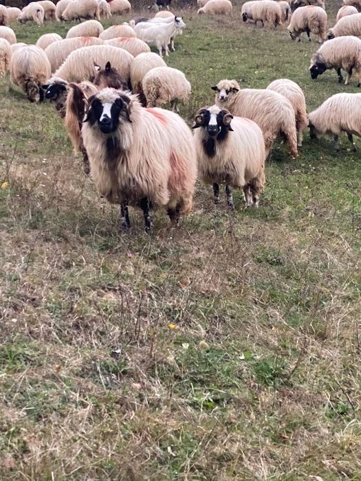 24 bucăți disponibile