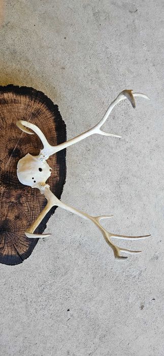 Trofeu vânătoare din lemn masiv cu coarne de ren