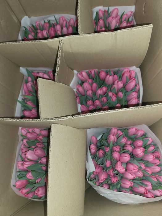 Тюльпаны цена 750 тг 1шт