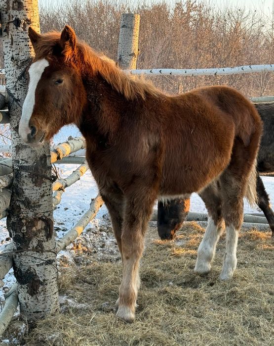 Продам тяжеловозов