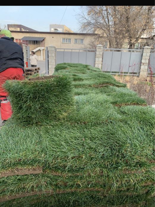 Озеленение,газон