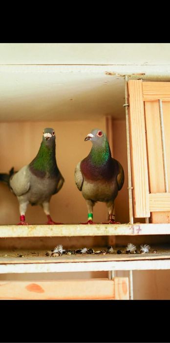 Vand porumbei de concurs