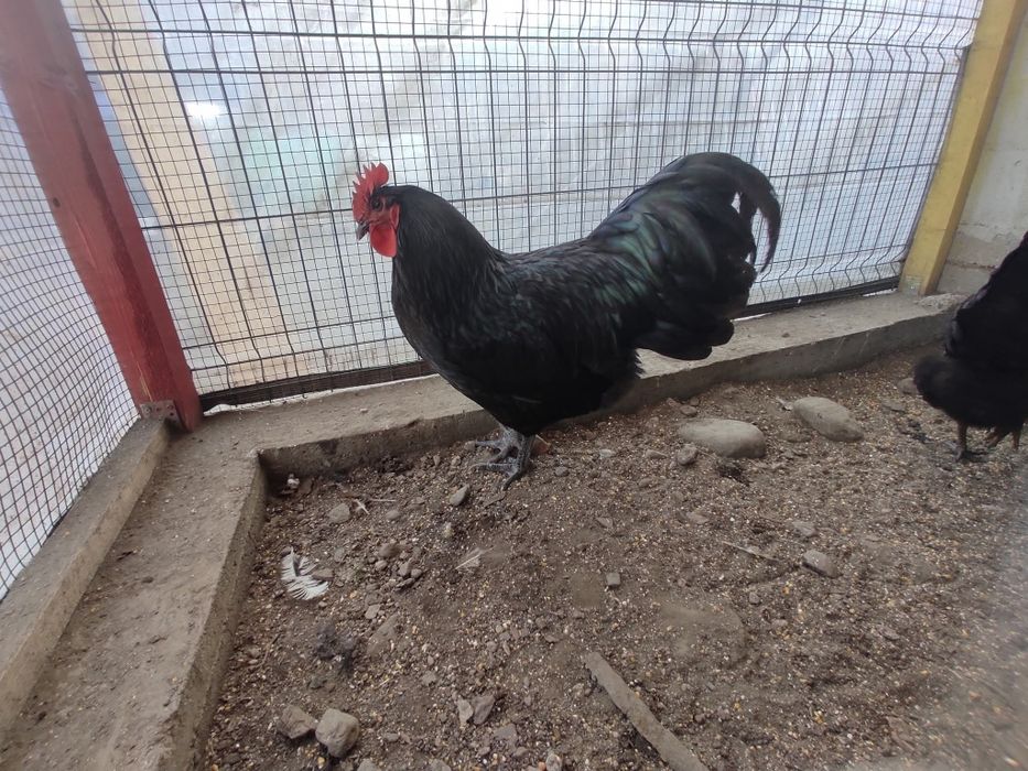 Australorp negru
