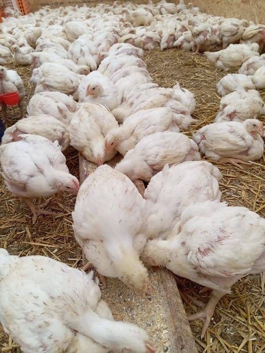 Vând pui albi de carne și rasă mixtă