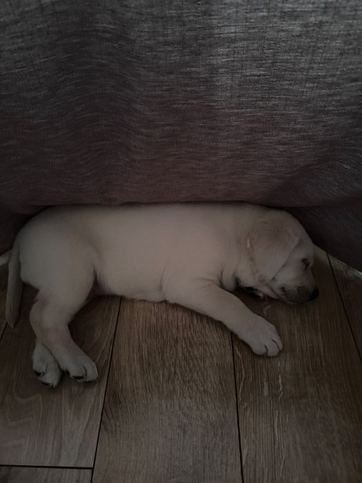 Щенок Лабрадор Девочка