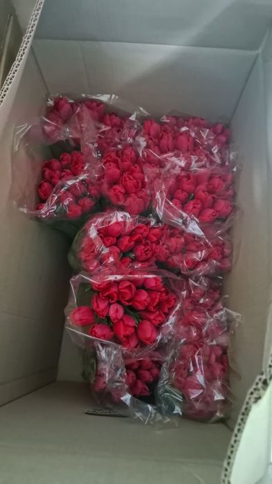 Тюльпан оптом Беларусь