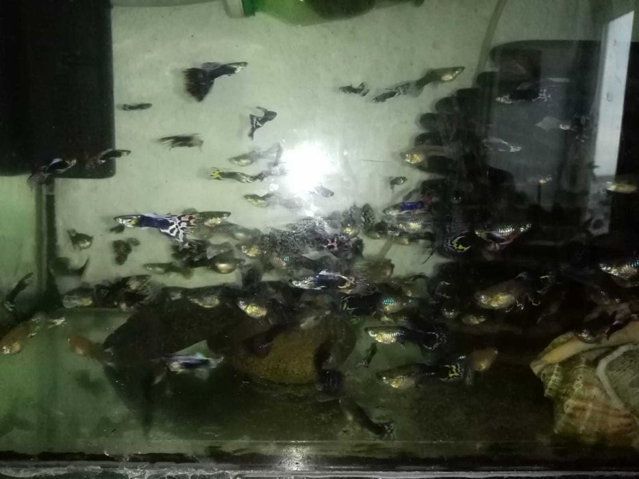 Pesti de acvariu Guppy