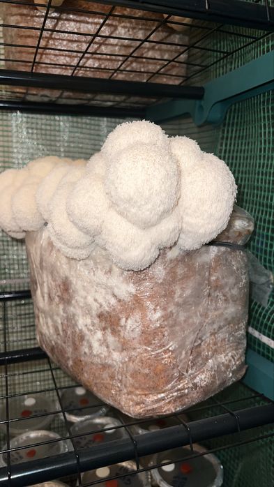 Ciuperci Lion’s Mane (Coama leului)