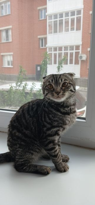ШОТЛАНДСКИЙ мальчик Өтіп кеттыкот