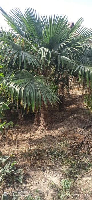 Палма трахкорпус сотилади