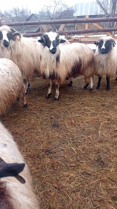 Vând berbecuț de 9luni