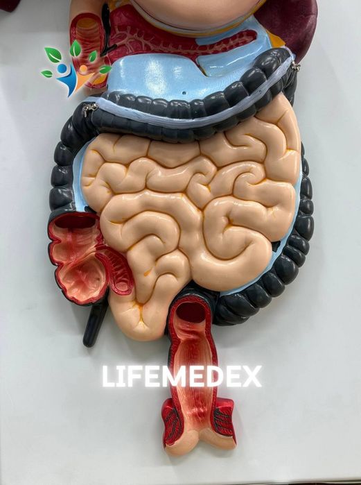 Муляж, Mulyaj, Анотамичискиe Муляжи