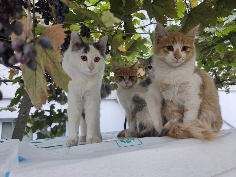Малки котенца 4 броя