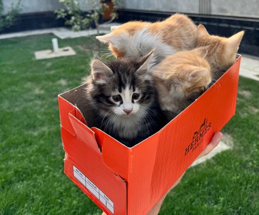 Маленькие котята 3 самцы и 1 самка