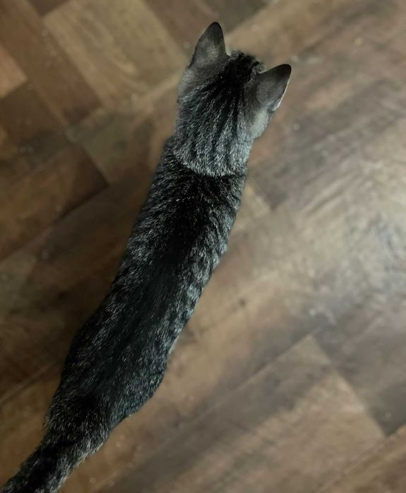 Котёнок мальчик в добрые руки