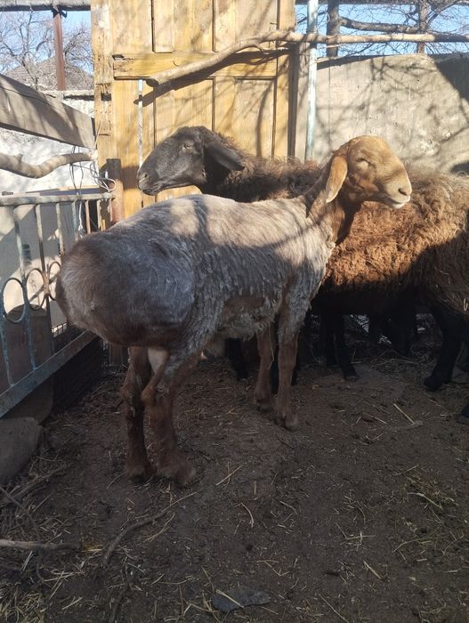 Арашан токты кошкар таза