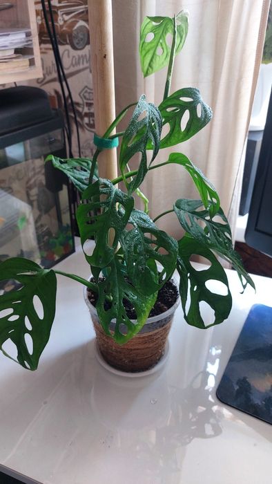 Монстера Адонсона-лиана