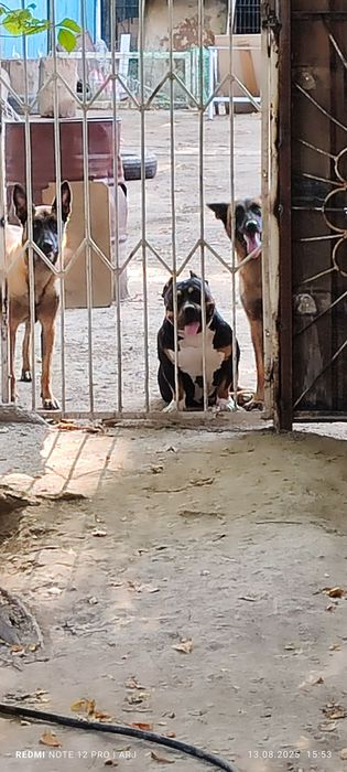 Американский Булли по кличке Тайсон