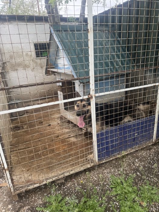 Собака, животные авчарка.         .