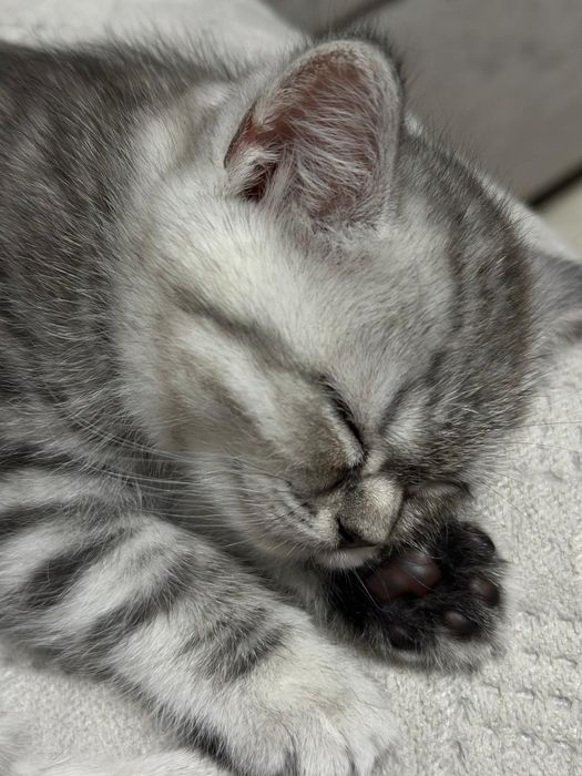 Шотландские котята