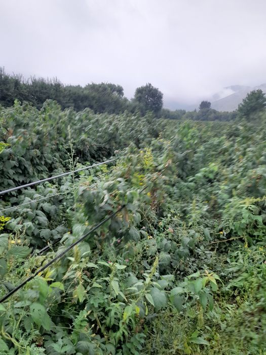 Продам саженцы малины и ежемолины. полскои селекс сорт полана полскои