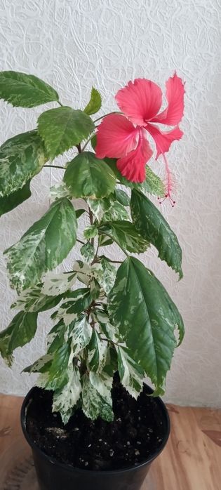 Гибискус Снежная королева