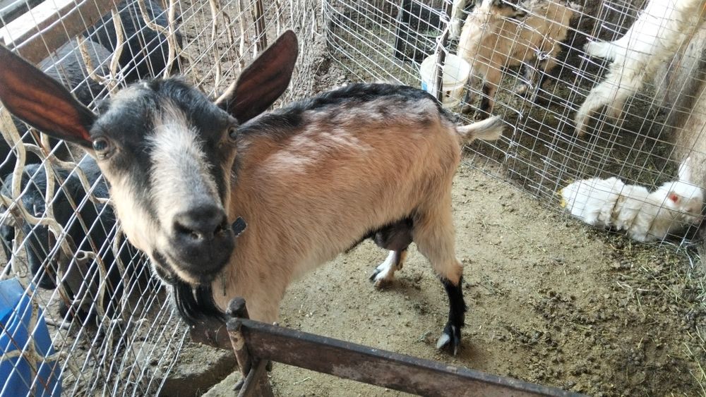 Козы, козлята и козлы