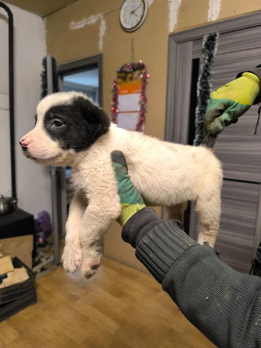 Продаю щенков Алабая