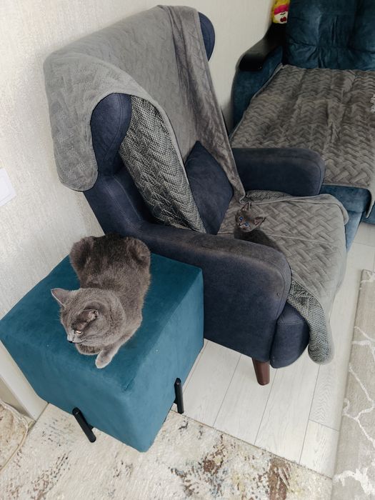 Отдам красивых кошечек