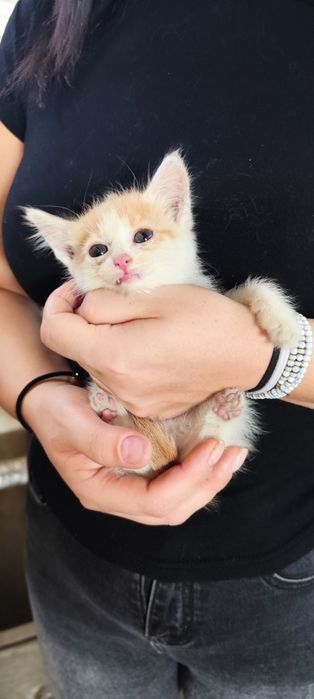 Отдам котенка в хорошие руки