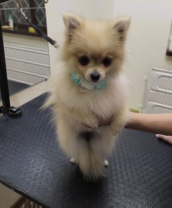 Померанский мини шпиц