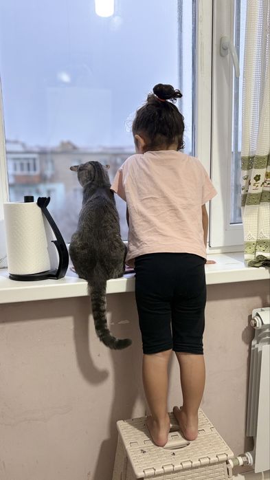 Отдаем котика бесплатно