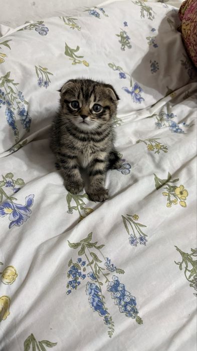 Шотландская вислоухая кошка