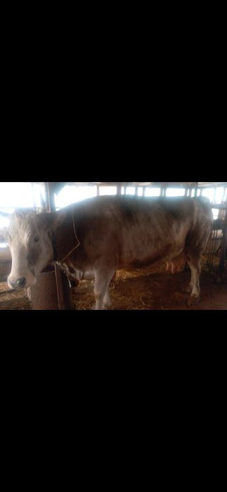 Корова,на продажу