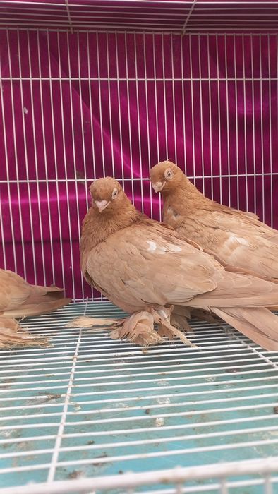 Голуби Павлодара