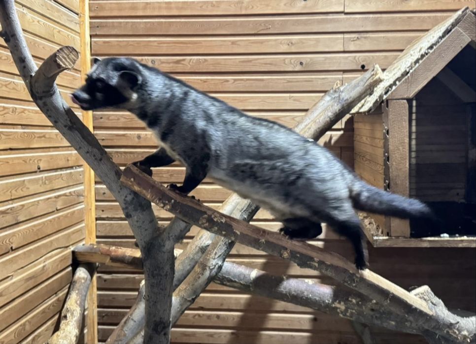 Экзотический питомец циветта