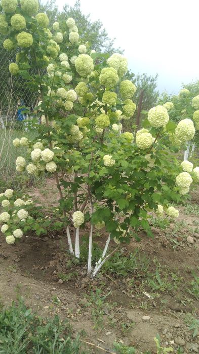 Продается Дом  дачном массиве Проектировщик размером 13х15