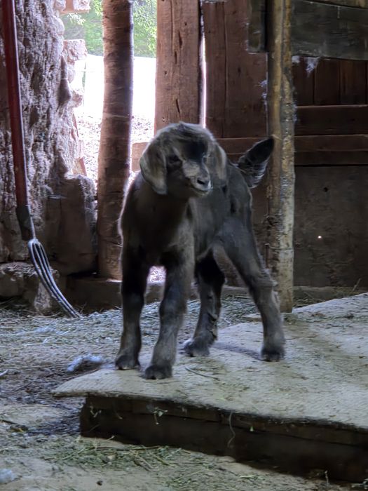 Продаю зааненскую козу
