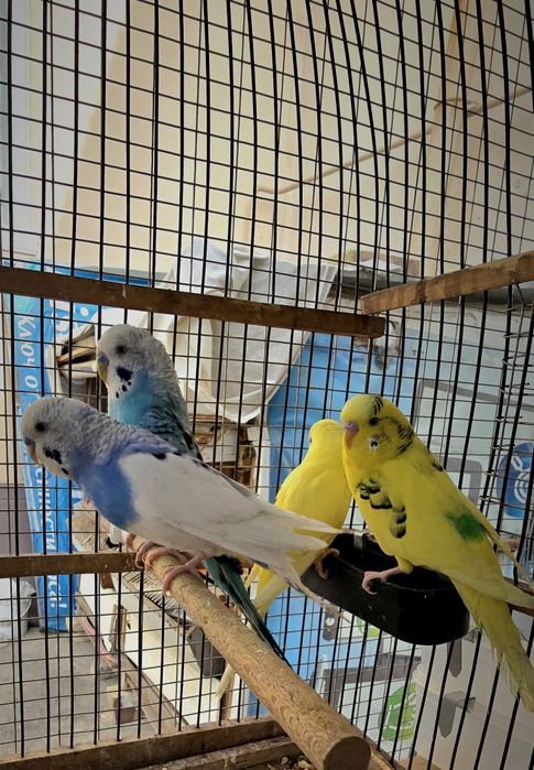 Волнистый попугайлар Valnisti Narlar