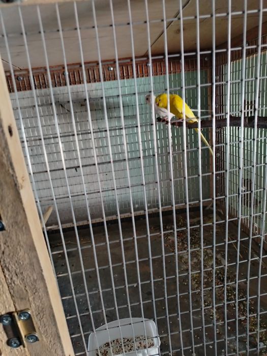 Продам попугаев и амадинов