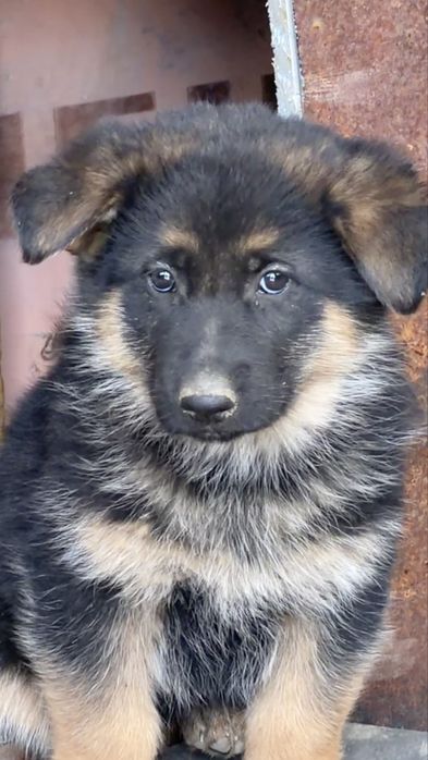 Щенки чистокровной немецкой овчарки