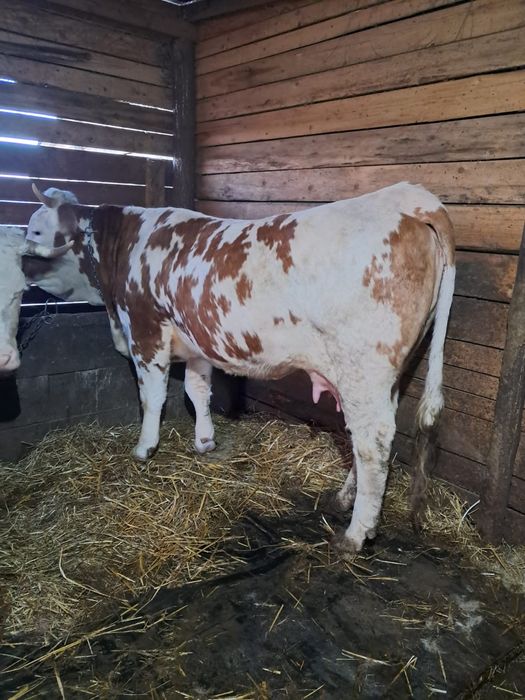 Vând 5 vaci  frumoase