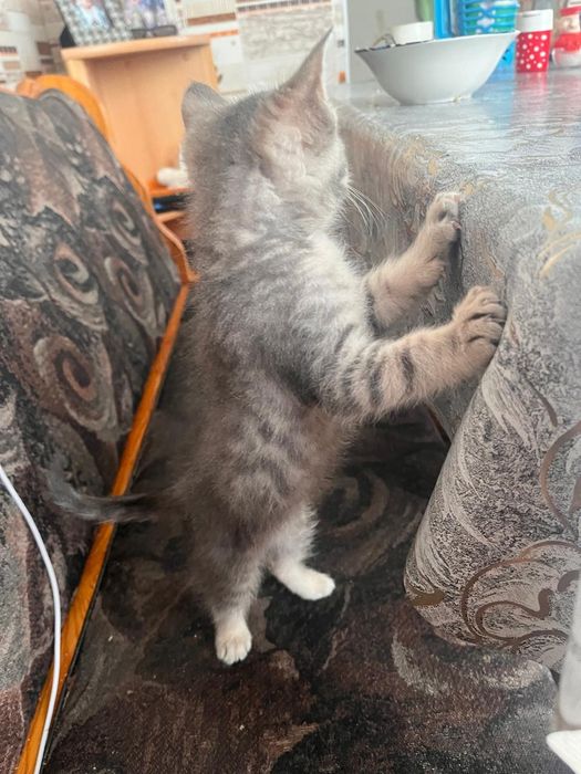Отдам котёнка девочка2 месяца