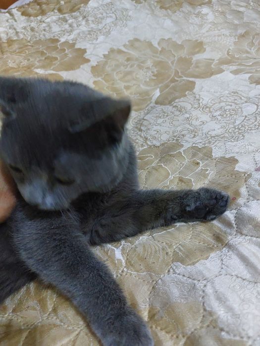 Кошка порода британский