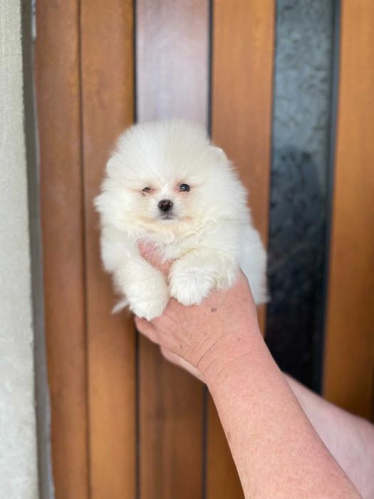 Померан мини