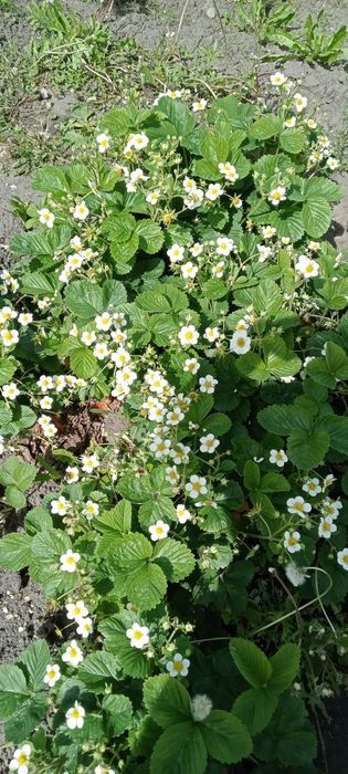 Садовая клубника,сладкая