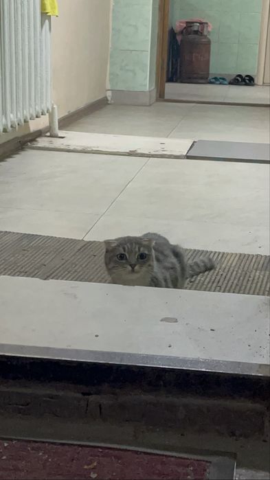 Отдам кошку девочку в добрые руки