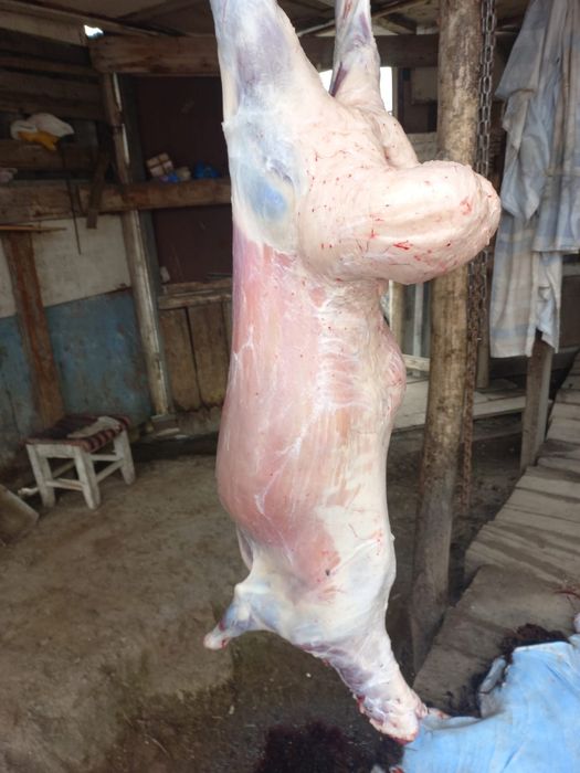 Баран Қой Овцы баран