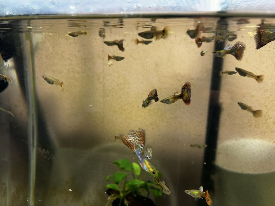 Подарявам риби гупи